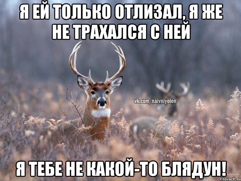 Я ей только отлизал, я же не трахался с ней Я тебе не какой-то блядун!, Мем   Наивный олень