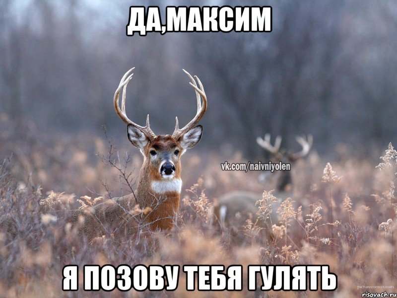 да,Максим я позову тебя гулять, Мем   Наивный олень