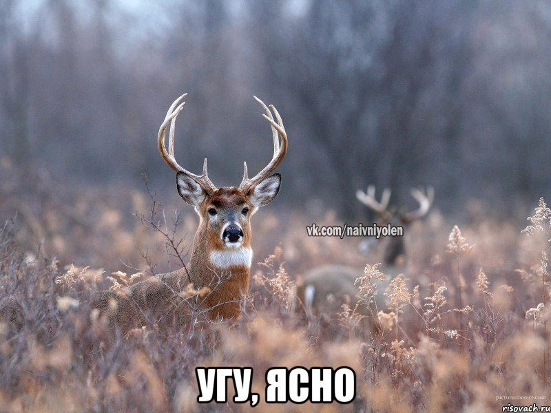  Угу, ясно, Мем   Наивный олень