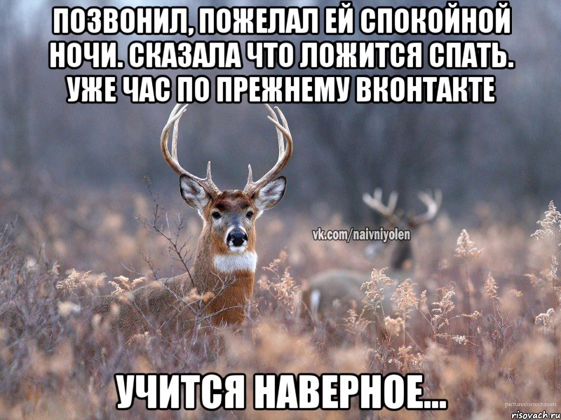 Позвонил, пожелал ей спокойной ночи. сказала что ложится спать. Уже час по прежнему вконтакте учится наверное..., Мем   Наивный олень