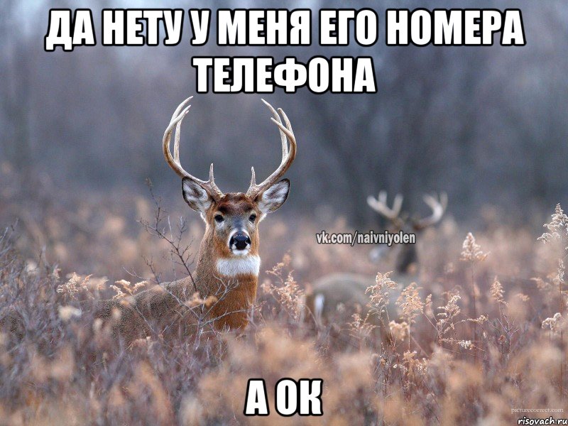 да нету у меня его номера телефона а ок, Мем   Наивный олень