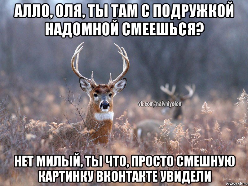 Алло, Оля, ты там с подружкой надомной смеешься? нет милый, ты что, просто смешную картинку вконтакте увидели, Мем   Наивный олень