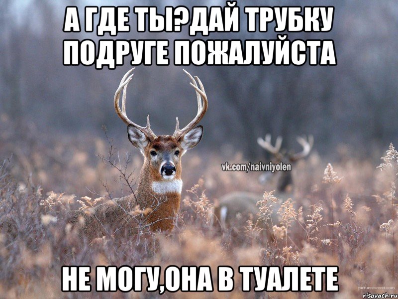 А где ты?Дай трубку подруге пожалуйста Не могу,она в туалете, Мем   Наивный олень