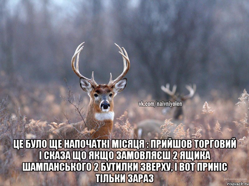  це було ще напочаткі місяця : прийшов торговий і сказа що якщо замовляєш 2 ящика шампанського 2 бутилки зверху, і вот приніс тільки зараз, Мем   Наивный олень