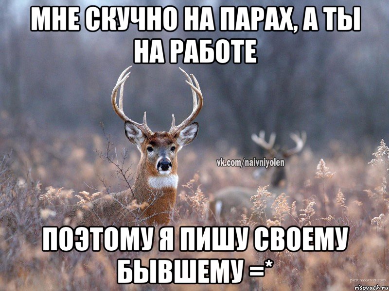 Мне скучно на парах, а ты на работе Поэтому я пишу своему бывшему =*, Мем   Наивный олень