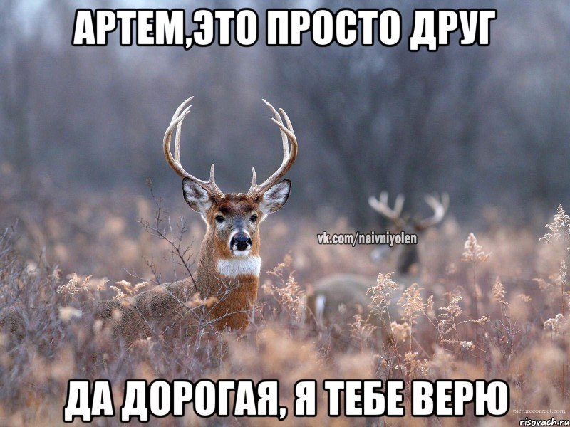 Артем,это просто друг да дорогая, я тебе верю, Мем   Наивный олень