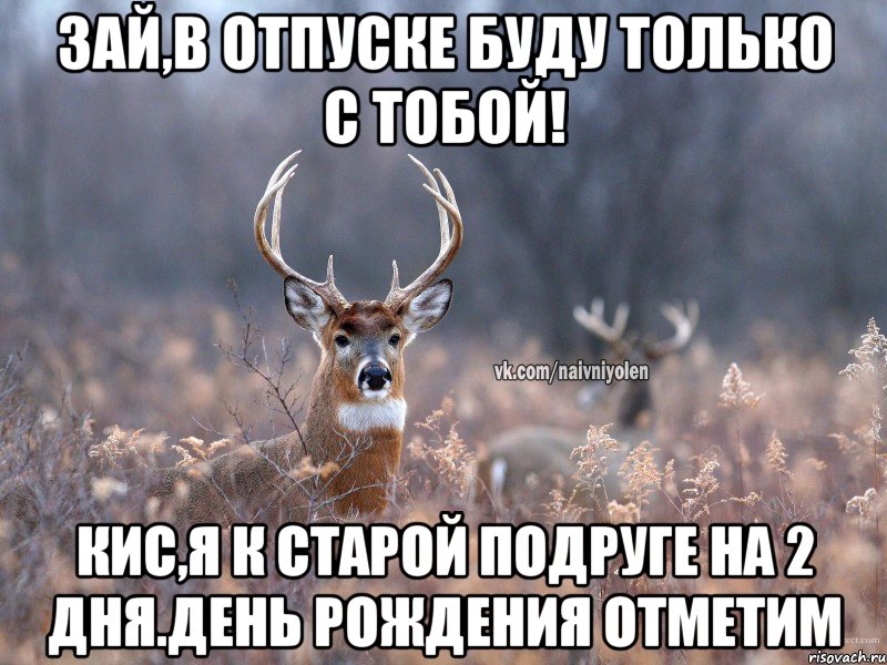 Зай,в отпуске буду только с тобой! кис,я к старой подруге на 2 дня.День Рождения отметим, Мем   Наивный олень