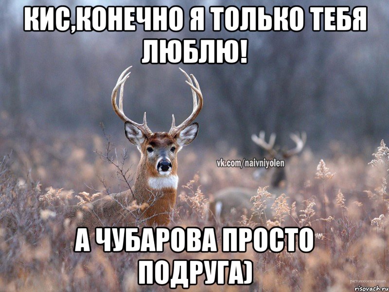 Кис,конечно я только тебя люблю! А Чубарова просто подруга), Мем   Наивный олень