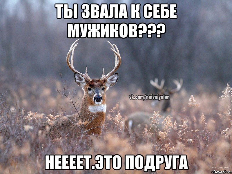 ты звала к себе мужиков??? неееет.это подруга, Мем   Наивный олень