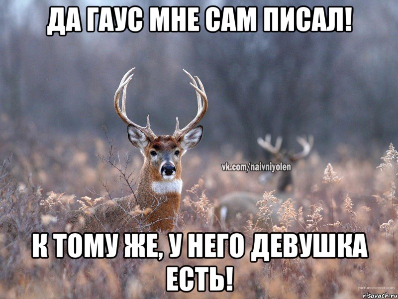 Да Гаус мне сам писал! К тому же, у него девушка есть!, Мем   Наивный олень