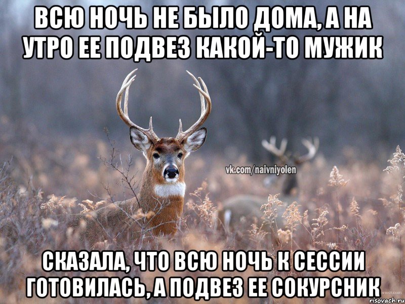 Всю ночь не было дома, а на утро ее подвез какой-то мужик Сказала, что всю ночь к сессии готовилась, а подвез ее сокурсник, Мем   Наивный олень