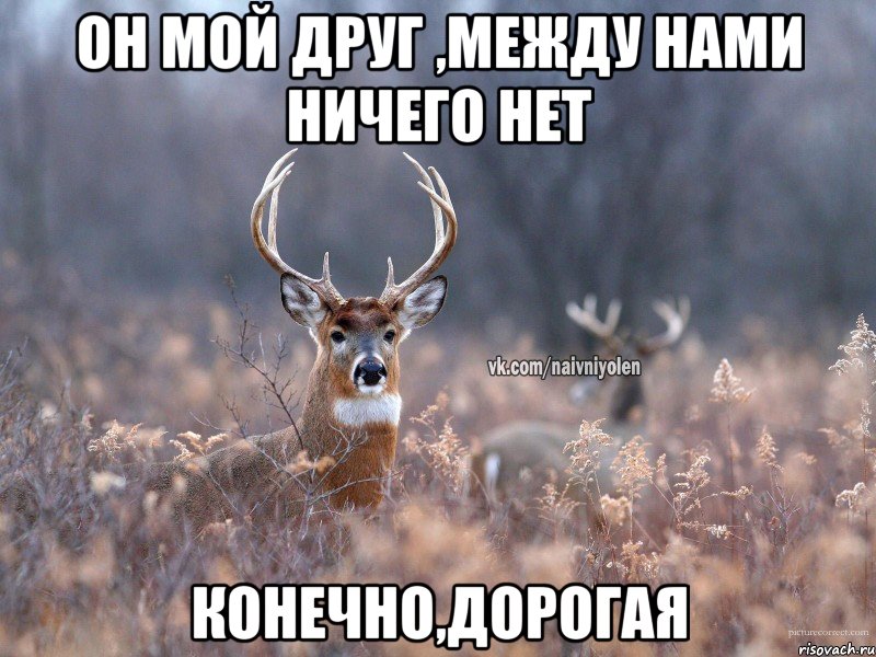 он мой друг ,между нами ничего нет конечно,дорогая, Мем   Наивный олень