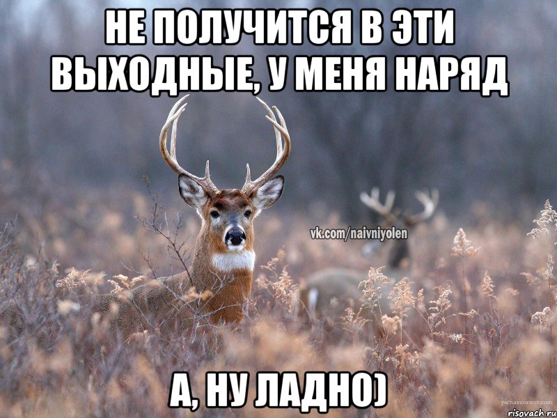 не получится в эти выходные, у меня наряд а, ну ладно), Мем   Наивный олень