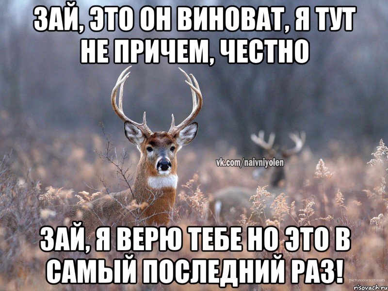 зай, это он виноват, я тут не причем, честно Зай, я верю тебе но это в самый последний раз!, Мем   Наивный олень