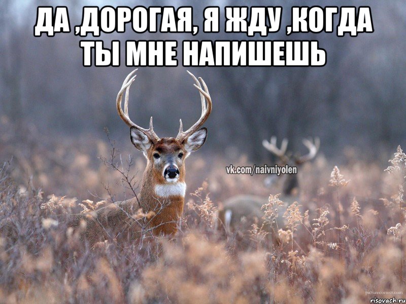 Да ,дорогая, я жду ,когда ты мне напишешь , Мем   Наивный олень