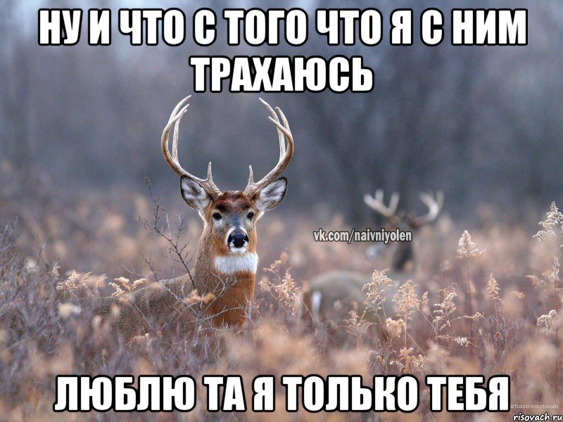 ну и что с того что я с ним трахаюсь люблю та я только тебя, Мем   Наивный олень