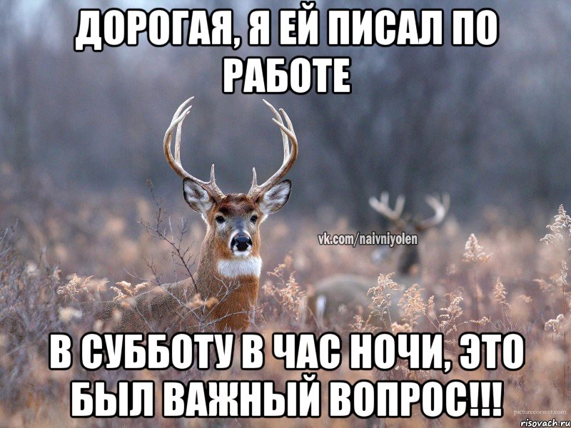 Дорогая, я ей писал по работе В субботу в час ночи, это был важный вопрос!!!, Мем   Наивный олень