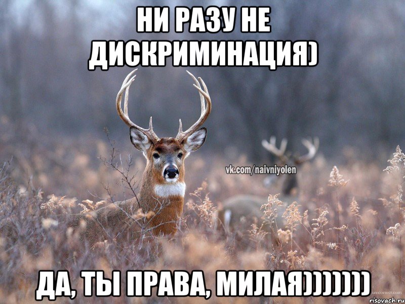 ни разу не дискриминация) да, ты права, милая))))))), Мем   Наивный олень