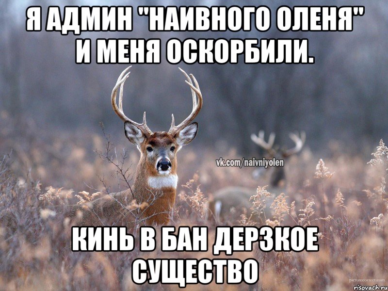 Я админ "Наивного Оленя" и меня оскорбили. Кинь в бан дерзкое существо, Мем   Наивный олень