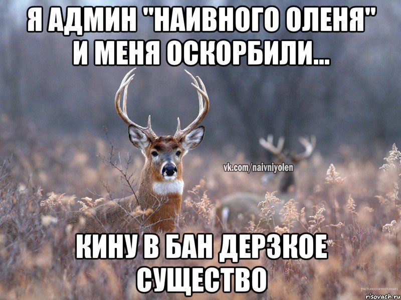 Я админ "наивного оленя" и меня оскорбили... кину в бан дерзкое существо, Мем   Наивный олень