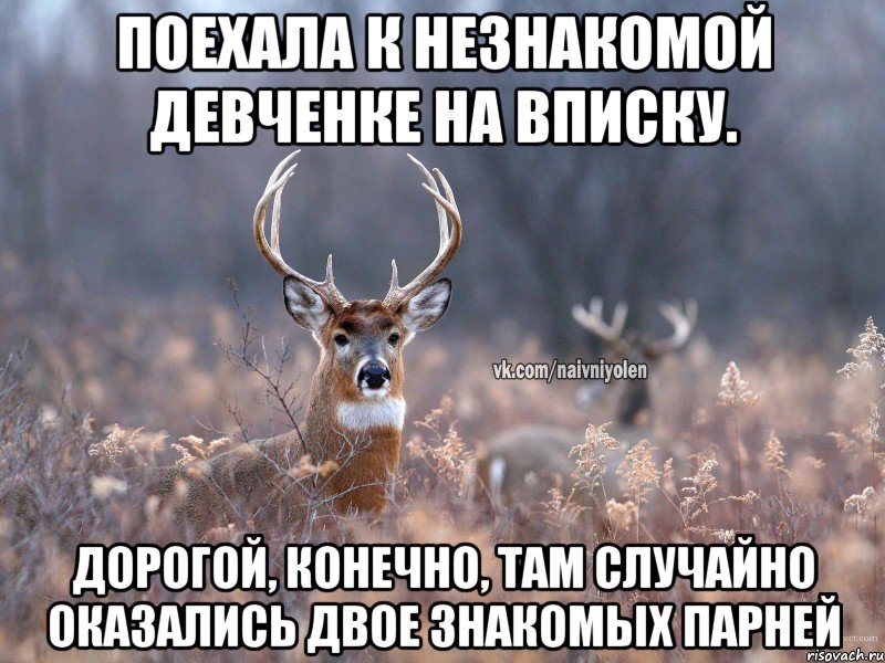 Поехала к незнакомой девченке на вписку. Дорогой, конечно, там случайно оказались двое знакомых парней, Мем   Наивный олень