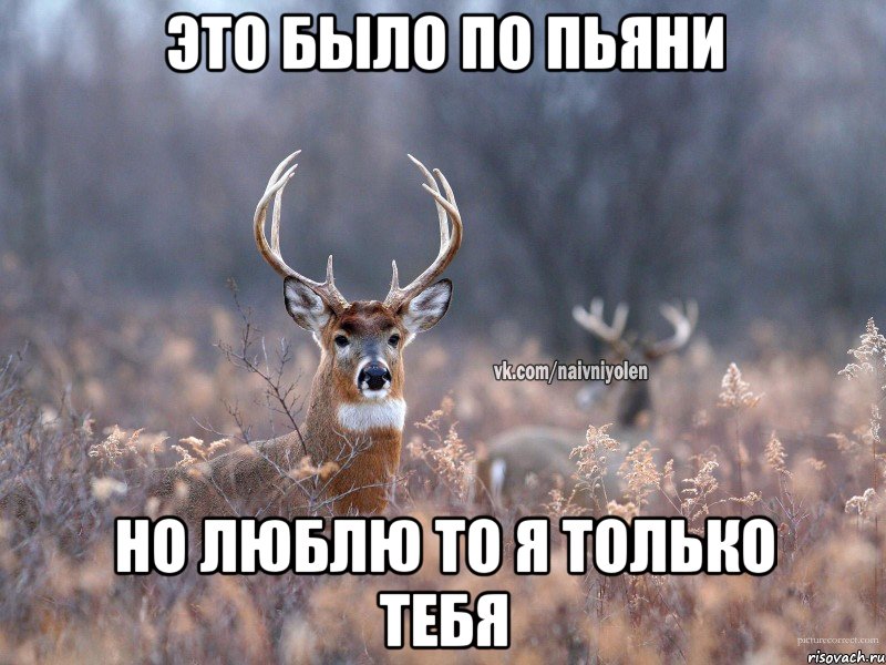 Это было по пьяни Но люблю то я только тебя, Мем   Наивный олень