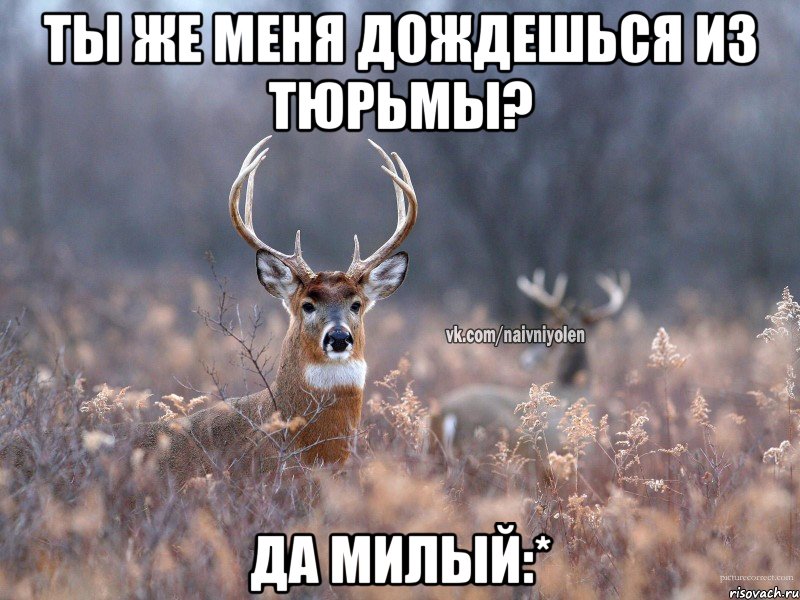 Ты же меня дождешься из тюрьмы? Да милый:*, Мем   Наивный олень