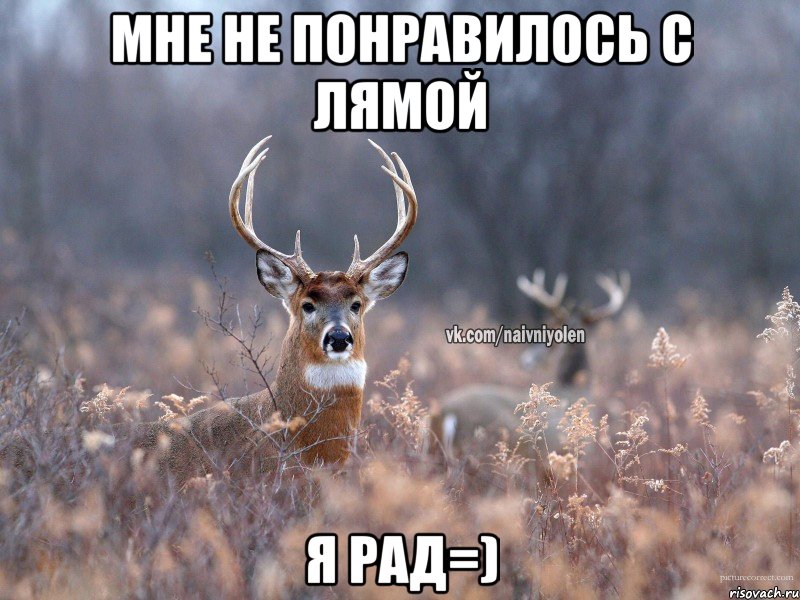 Мне не понравилось с Лямой Я рад=), Мем   Наивный олень