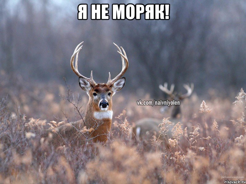 Я не моряк! , Мем   Наивный олень