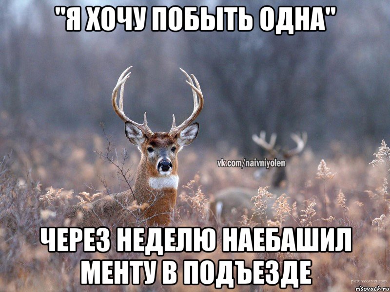 "Я хочу побыть одна" Через неделю наебашил менту в подъезде, Мем   Наивный олень