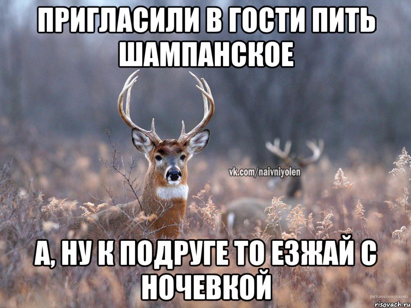 Пригласили в гости пить шампанское А, ну к подруге то езжай с ночевкой, Мем   Наивный олень