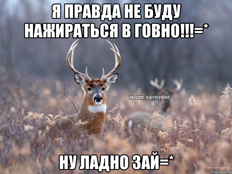 Я правда не буду нажираться в говно!!!=* Ну ладно зай=*, Мем   Наивный олень