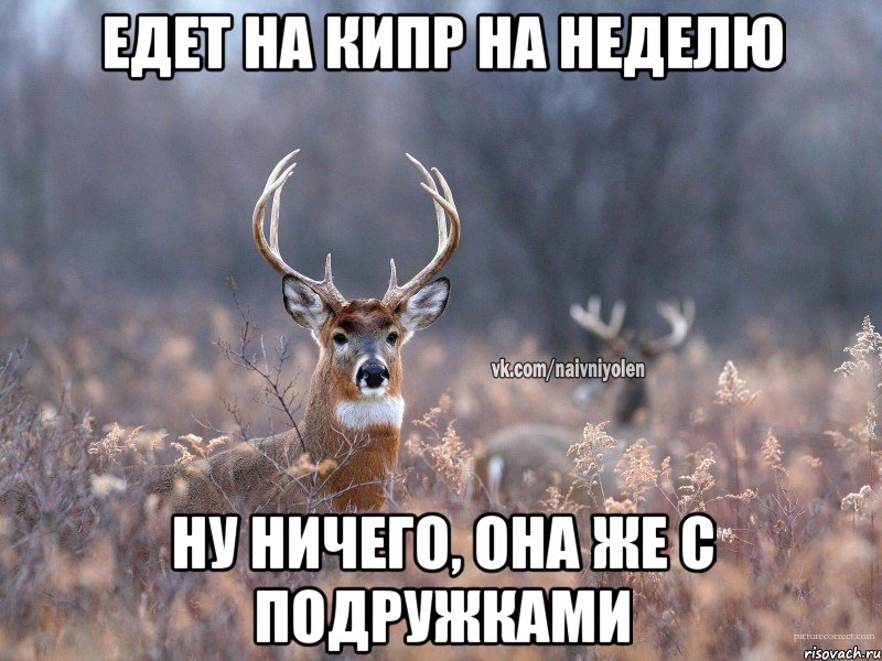 едет на кипр на неделю ну ничего, она же с подружками, Мем   Наивный олень