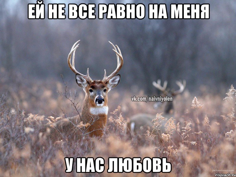 Ей не все равно на меня У нас любовь, Мем   Наивный олень