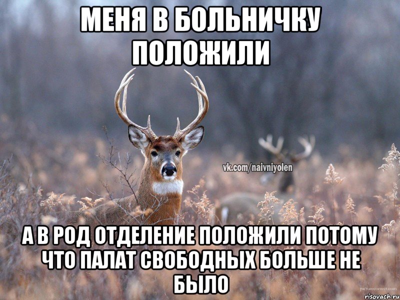 Меня в больничку положили А в род отделение положили потому что палат свободных больше не было, Мем   Наивный олень