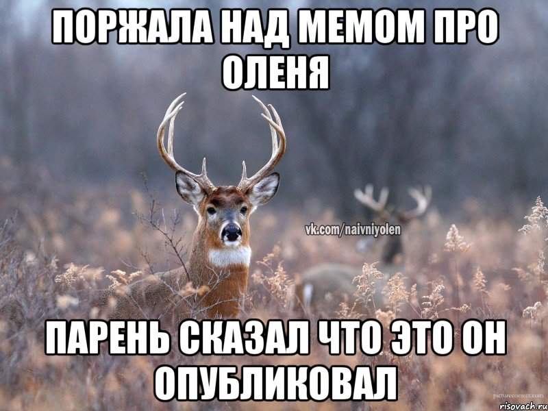 Поржала над мемом про оленя Парень сказал что это он опубликовал, Мем   Наивный олень