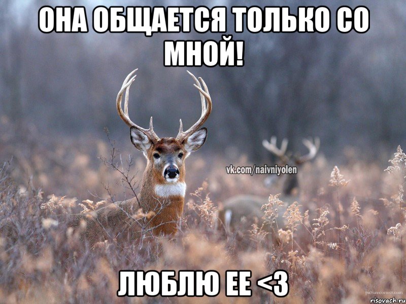 Она общается только со мной! люблю ее <3, Мем   Наивный олень