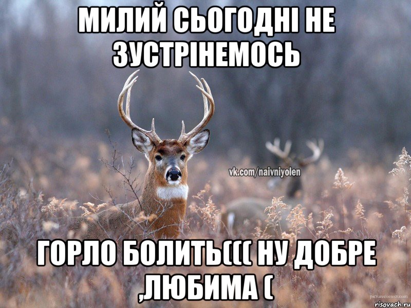 МИЛИЙ СЬОГОДНІ НЕ ЗУСТРІНЕМОСЬ ГОРЛО БОЛИТЬ((( НУ ДОБРЕ ,ЛЮБИМА (, Мем   Наивный олень