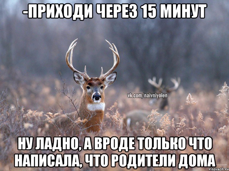 -Приходи через 15 минут Ну ладно, а вроде только что написала, что родители дома, Мем   Наивный олень