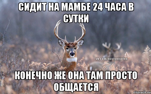 Сидит на мамбе 24 часа в сутки конечно же она там просто общается, Мем   Наивный олень