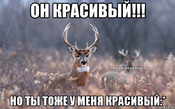 он красивый!!! но ты тоже у меня красивый:*, Мем   Наивный олень