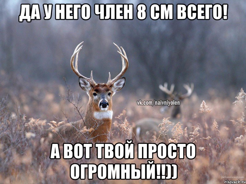 Да у него член 8 см всего! А вот твой просто огромный!!)), Мем   Наивный олень