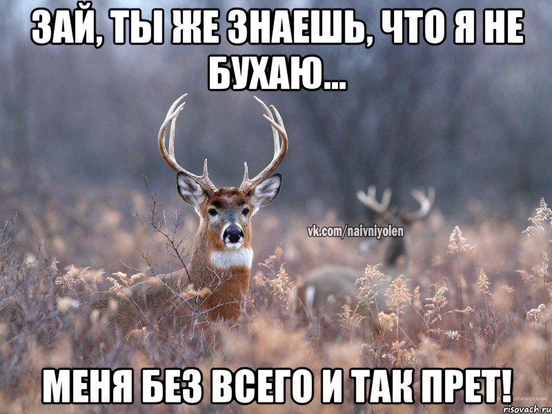 Зай, ты же знаешь, что я не бухаю... Меня без всего и так прет!, Мем   Наивный олень