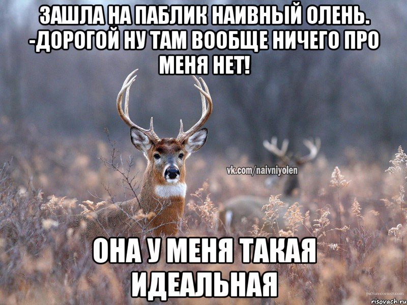 Зашла на паблик наивный олень. -Дорогой ну там вообще ничего про меня нет! она у меня такая идеальная, Мем   Наивный олень