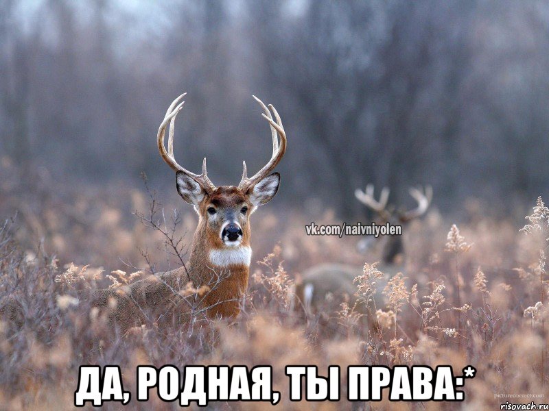  Да, родная, ты права:*, Мем   Наивный олень