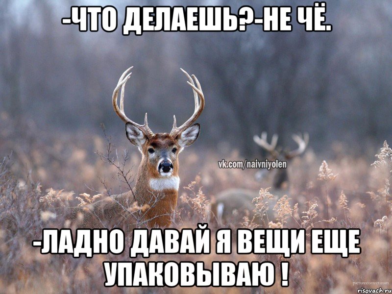 -что делаешь?-не чё. -ладно давай я вещи еще упаковываю !, Мем   Наивный олень