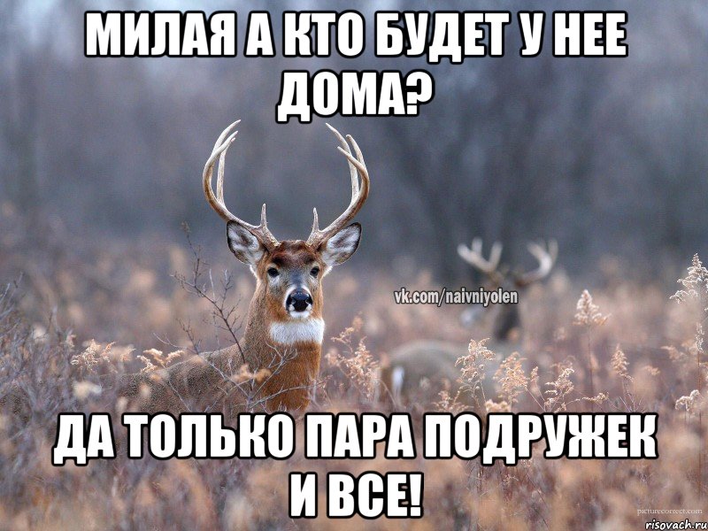 Милая а кто будет у нее дома? Да только пара подружек и все!, Мем   Наивный олень