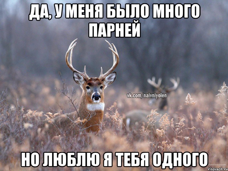 Да, у меня было много парней Но люблю я тебя одного, Мем   Наивный олень