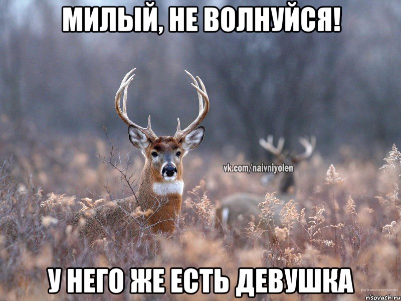 Милый, не волнуйся! У него же есть девушка, Мем   Наивный олень