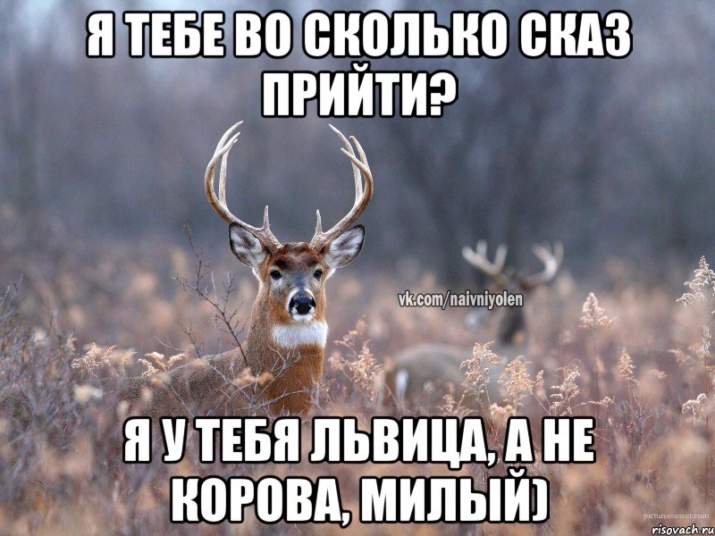 Я тебе во сколько сказ прийти? Я у тебя львица, а не корова, милый), Мем   Наивный олень